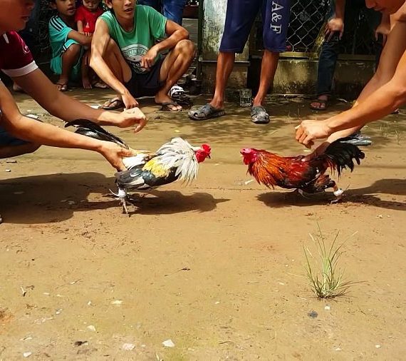 Bí kíp bất khả chiến bại trên đấu trường đá gà trực tuyến
