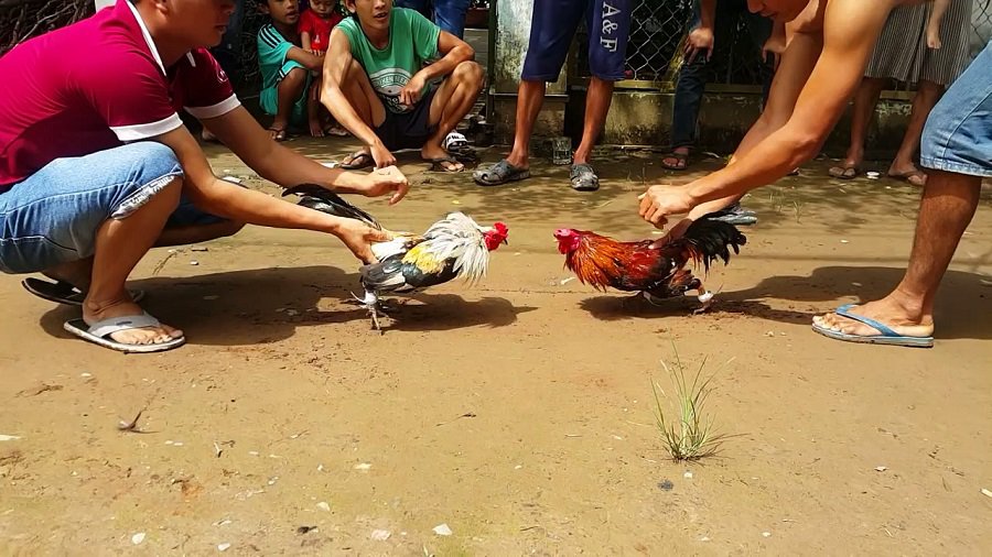 Bi kip bat kha chien bai tren dau truong da ga truc tuyen
