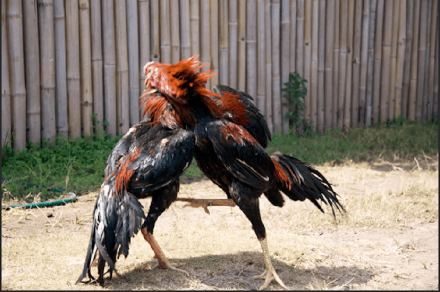 Da ga truc tuyen va nhung bai hoc nho tu nhung nguoi di truoc